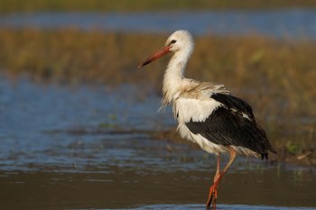 Weißstorch Elfie | © Markus Gläßel
