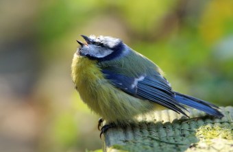 Kranke Blaumeise | © Otto Schäfer/NABU