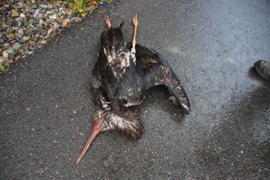 Ein toter Schwarzstorch liegt auf einem asphaltiertem Weg, der nass aussieht. Man erkennt einen Ring an seinem rechten Bein | © Privat