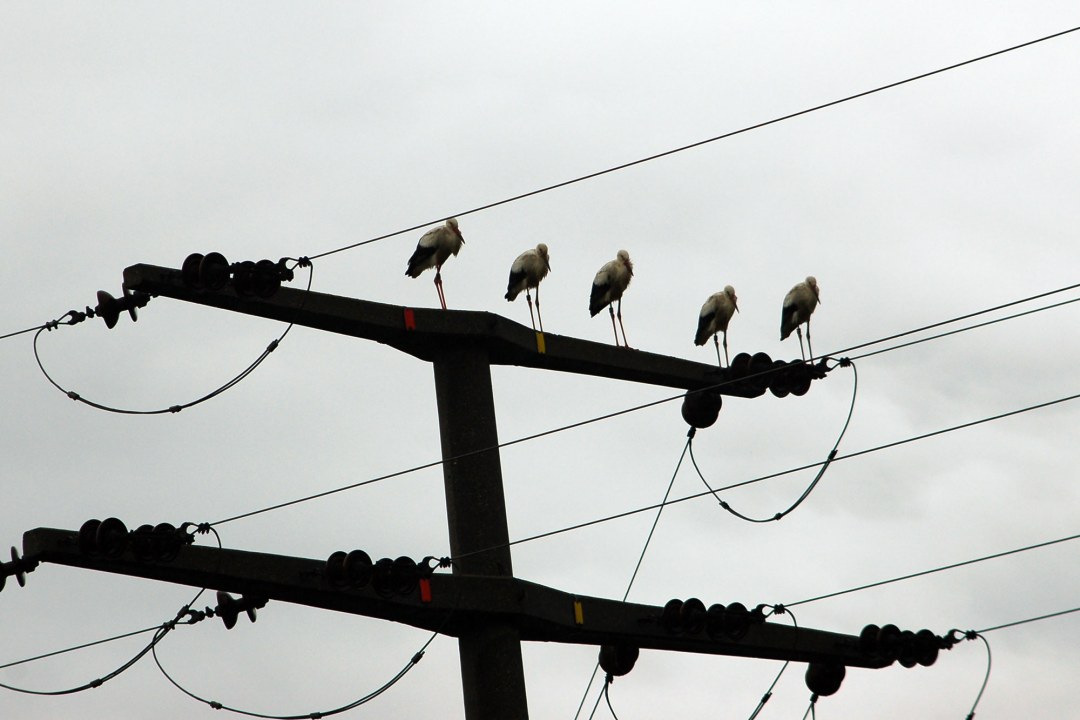 Fünf Störche auf einem Abspannmast | © E. Taube
