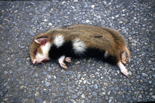 Überfahrener Feldhamster auf einer Straße | © Helga Zinnecker