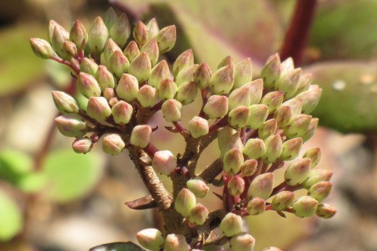 Fetthenne ist eine Pflanze mit knospenartigen Blüten | © Birgit Helbig