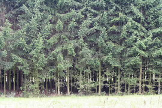 Fichtenwaldmonokultur | © Peter Bria