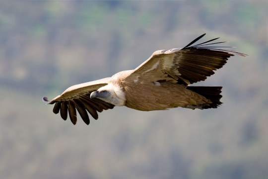 Gänsegeier im Flug mit ausgebreiteten Flügeln | ©  Frank Derer