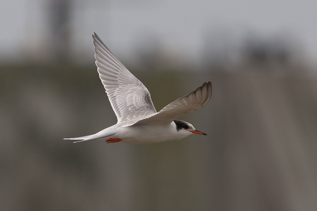 Flussseeschwalbe im Flug | © Dr. Christoph Moning