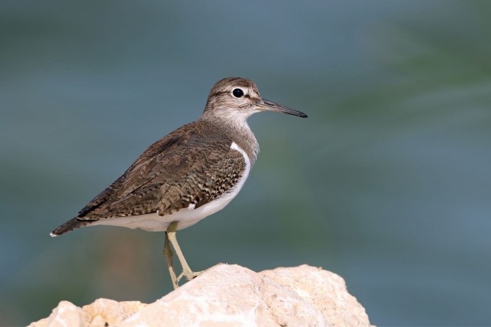 Ein Flussuferläufer steht auf einem Stein. Er ist im Profil zu sehen. | © Frank Derer