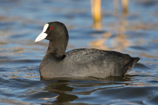 Blässhuhn im Wasser das sich leicht wellt | © Zdenek Tunka