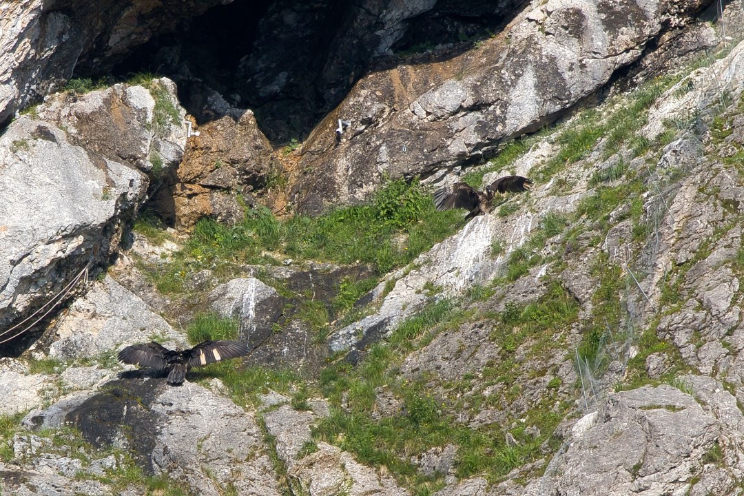 Bartgeier Wiggerl und Vinzenz in der Felsnische | © Richard Straub