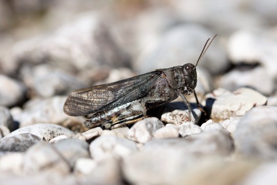 Gefleckte Schnarrschrecke | © Fabian Unger