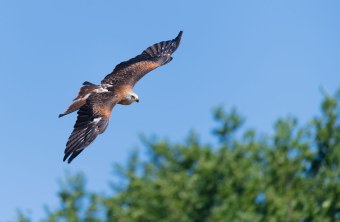 Rotmilan | © Christoph Bosch