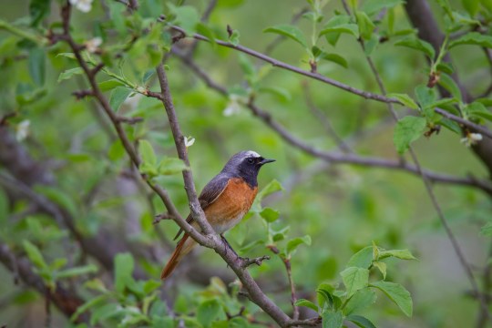 Gartenrotschwanz auf einem Ast in einem grünen Baum | © Marcus Bosch
