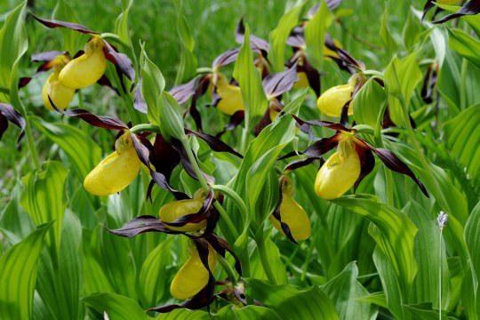 Gelber Frauenschuh | © Dr. Eberhard Pfeuffer