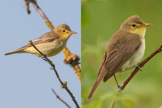 Gelbspötter links Orpheusspötter rechts | © Gunther Zieger / Rosl Roessner
