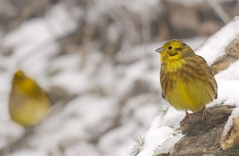 Goldammern | © Ran Fuchs