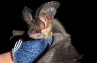 Graues Langohr (Fledermaus) wird mit einem Handschuh getragen | © Andreas Zahn