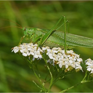Großes Heupferd | © Herbert Henderkes