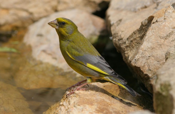 Die 30 häufigsten Gartenvögel LBV Gemeinsam Bayerns Natur schützen