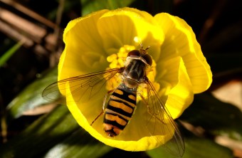 Hainschwebfliege auf Winterling | © Dr. Eberhard Pfeuffer