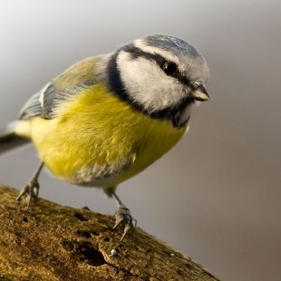 Blaumeise auf einem Ast | © Harald Bauer-Söltl