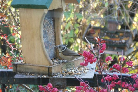 Haubenmeise frisst aus einem Futterspender, der auf einem Balkon steht | © M. Schülein
