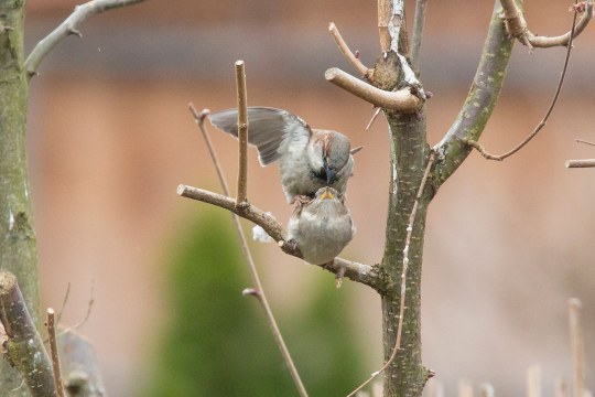 Haussperlinge bei der Paarung auf einem Ast | © Ralph Sturm