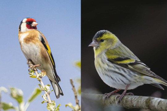 Stieglitz und Erlenzeisig | © Florian Nass/Michael Schiebelsberger