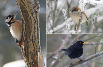 Buntspecht, Haussperling, Amsel | © Claudia Becher, Tunka Zdenek, Hartl Andreas
