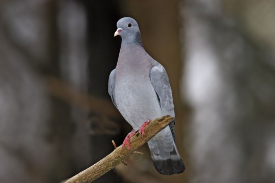 Hohltaube auf einem Ast | © Marcus Bosch