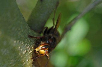 Hornisse saugt an einem Baum | © Dr. Eberhard Pfeuffer