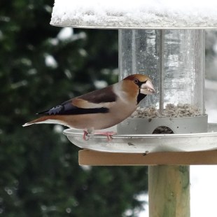 Kernbeißer frisst an einer Futtersäule, die schon fast leer ist | © Birger Kremeyer