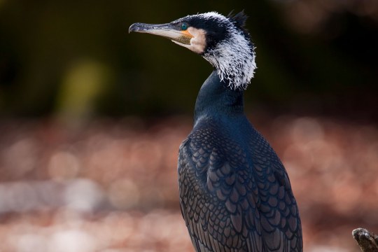 Portraitaufnahme eines Kormoranes, er steht aufrecht und man sieht ihn von hinten, der Kopf ist nach links geneigt | © Marcus Bosch