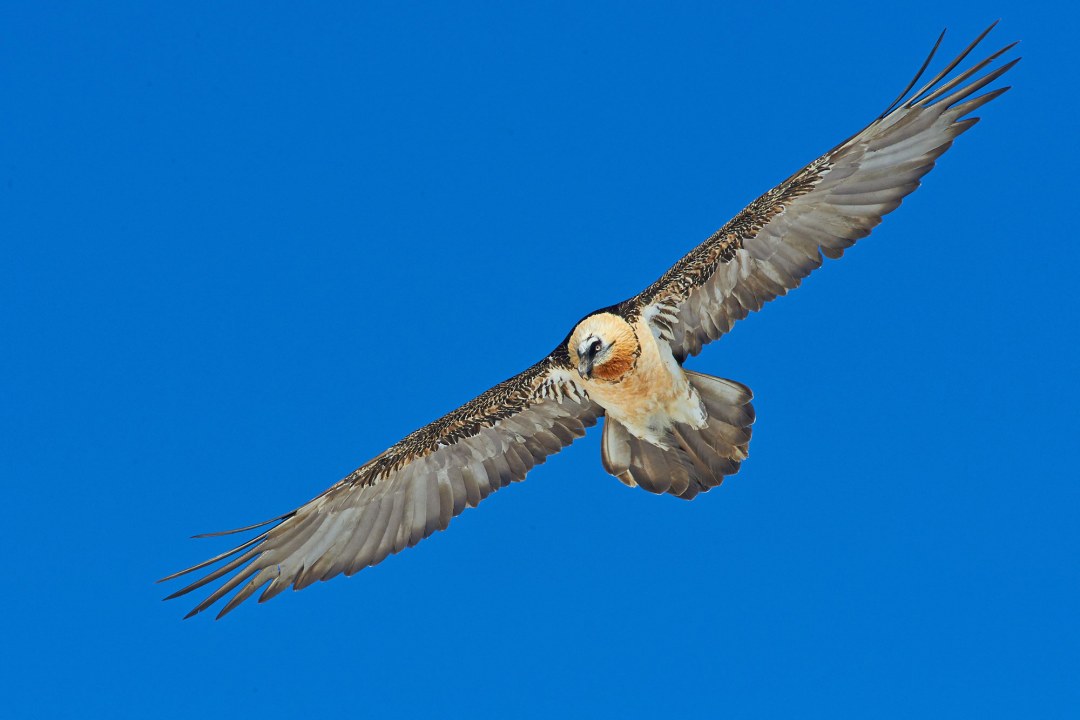 Kreisender Bartgeier am blauen Himmel | © Hansruedi Weyrich