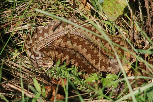 weibliche Kreuzotter zusammengerollt im Gras | © Andreas von Lindeiner