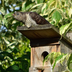 Fast ausgewachsener Kuckuck sitzt auf einem Nistkasten | © Uli Waldbach