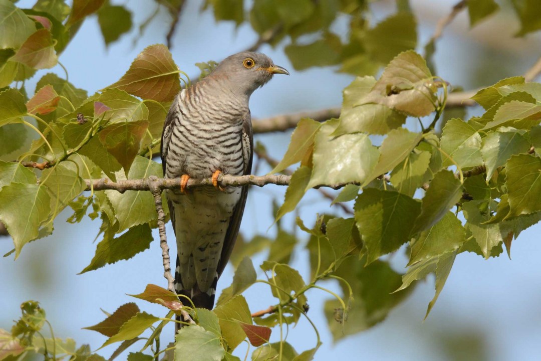 Kuckuck im Baum | © Herbert Henderkes