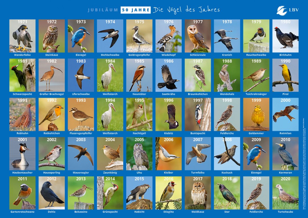 Vögel des Jahres im Überblick
