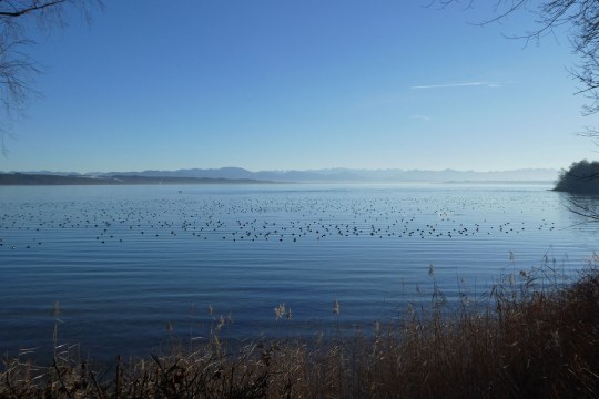 Roseninselbucht Feldafing | © Andrea Gehrold