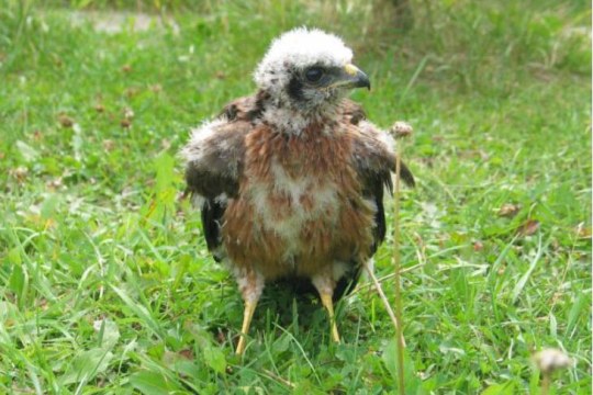 Junge Wiesenweihe auf einer Wiese | © LBV