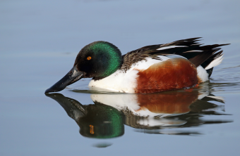 Löffelenten-Männchen auf dem Wasser |  © Frank Derer