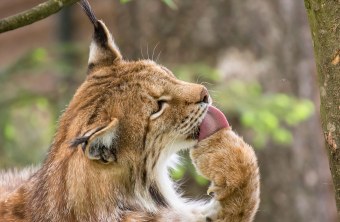 Luchs leckt sich die Pfote | © Ralph Sturm