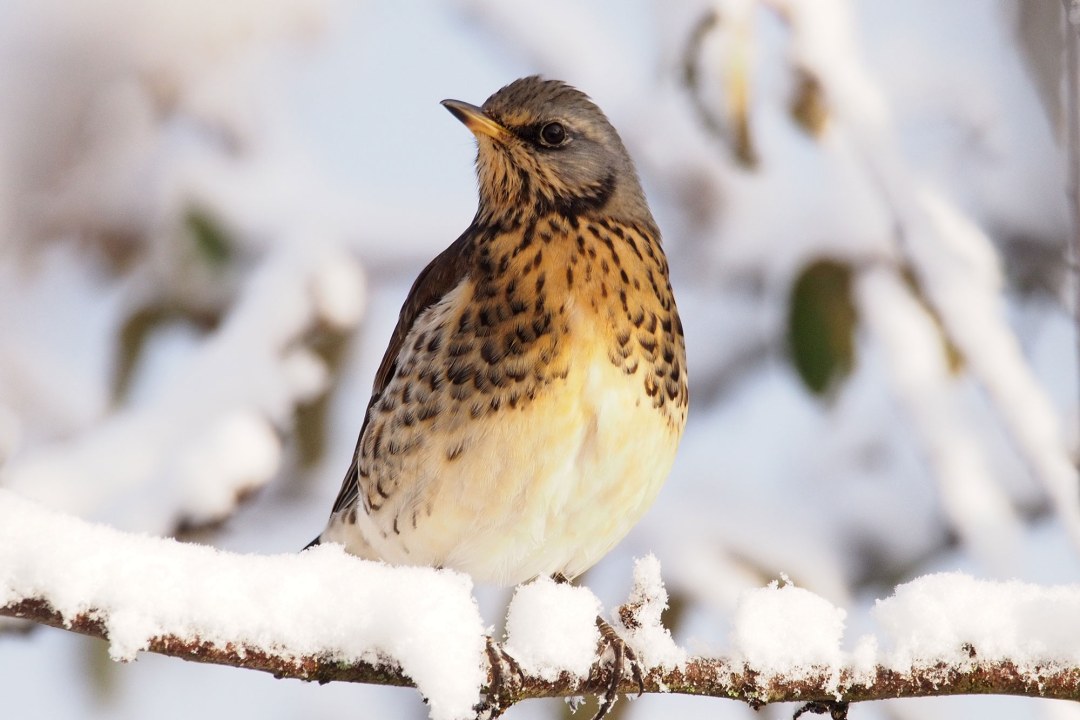 Wacholderdrossel auf einem schneebedeckten Ast | © Ludwig Holl