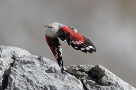 Mauerläufer im Flug über Felsen | © Dr. Christoph Moning