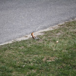 Wiedehopf auf Straße | © Michael Kotter