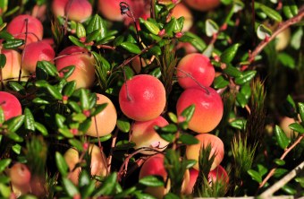 Moosbeeren | © Klaus Müller