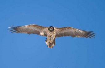Nepomuk |© Günther Gailberger