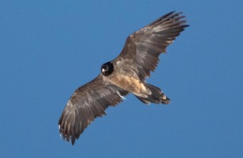 Nepomuk im November 2025 | © Nico Schmidt