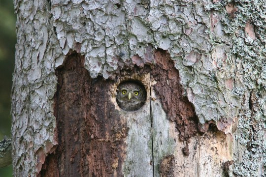 Sperlingskauz schaut aus einer Baumhöhle heraus | © Dr. Christoph Moning