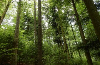 Naturwald | © Dr. Christian Stierstorfer