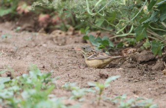 Ortolan-sitzend-im-Sand_|©  J.-H. Fünfstück