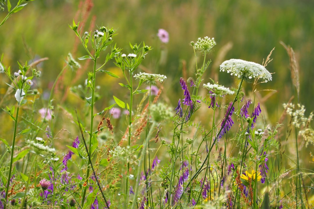 Artenreiche Wiese | © Franziska Wenger